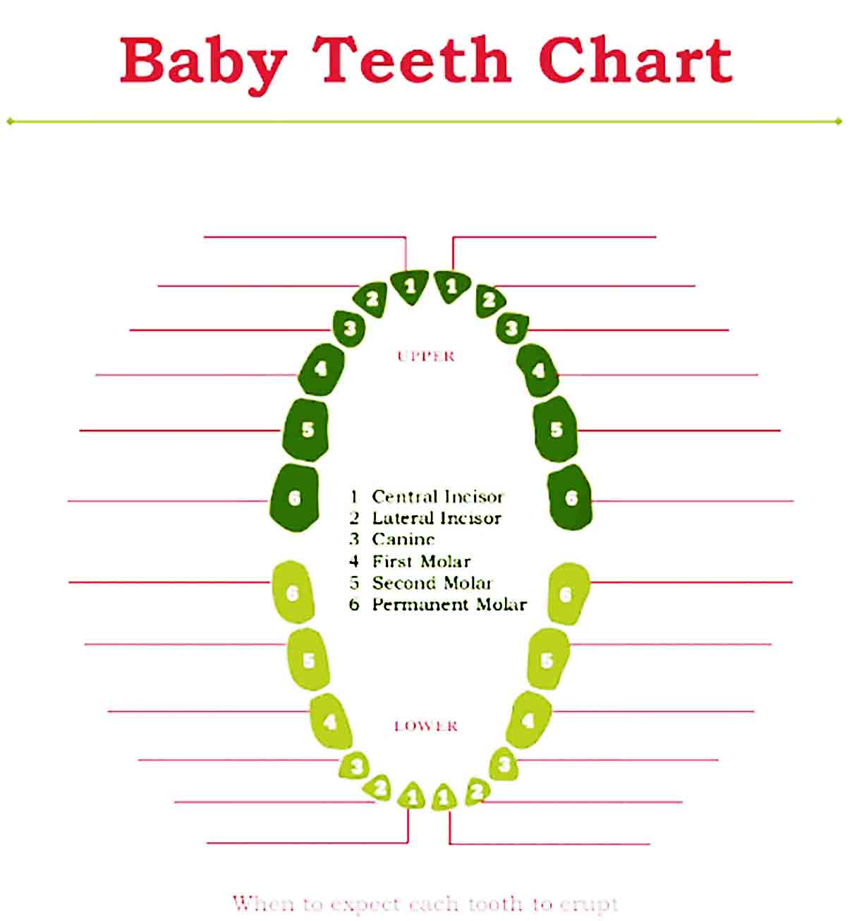 baby teeth chart 18
