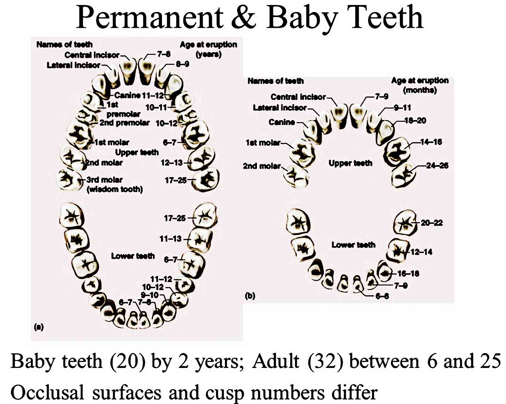 baby teeth chart 19