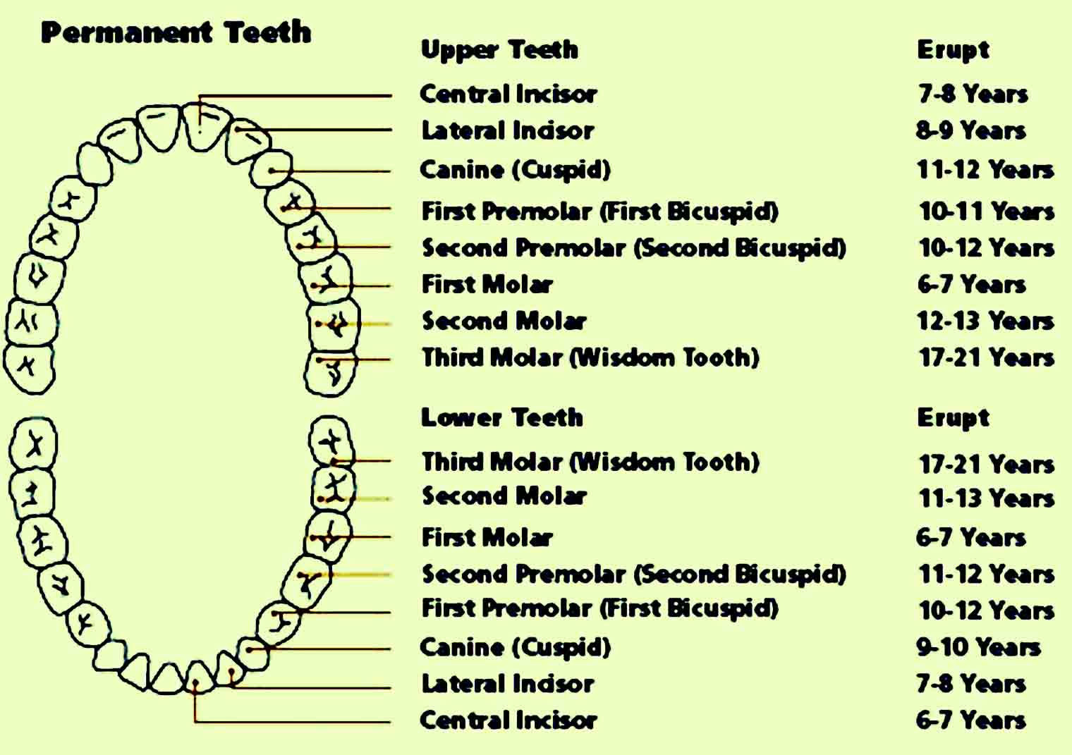 baby teeth chart 28