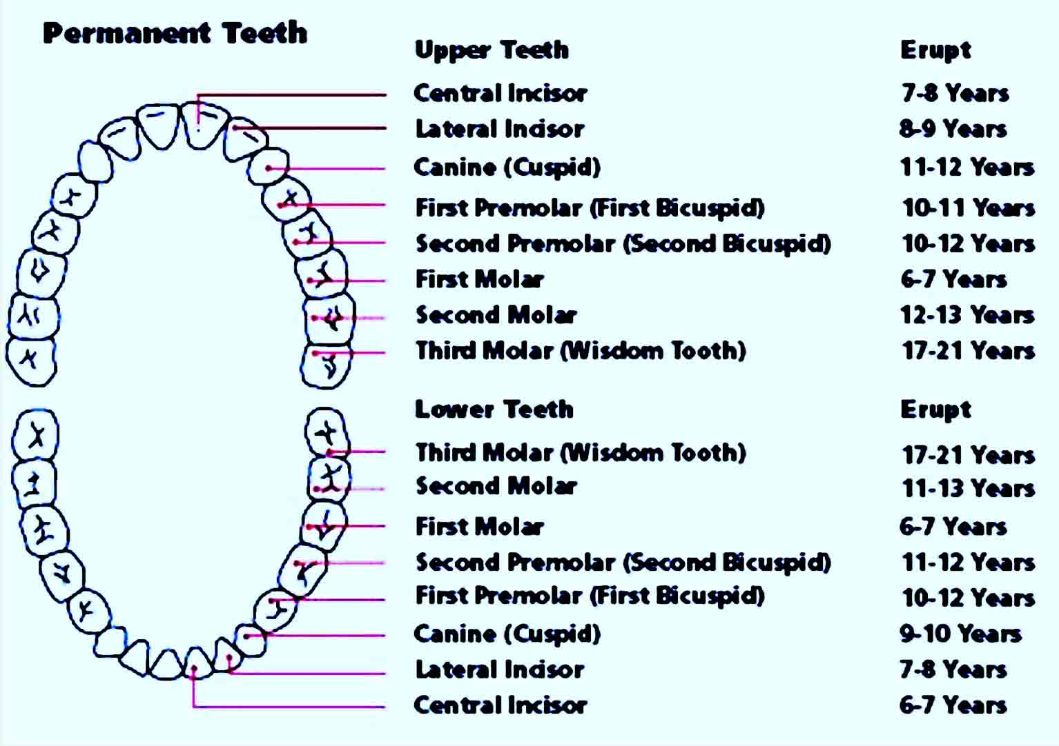 baby teeth chart 30
