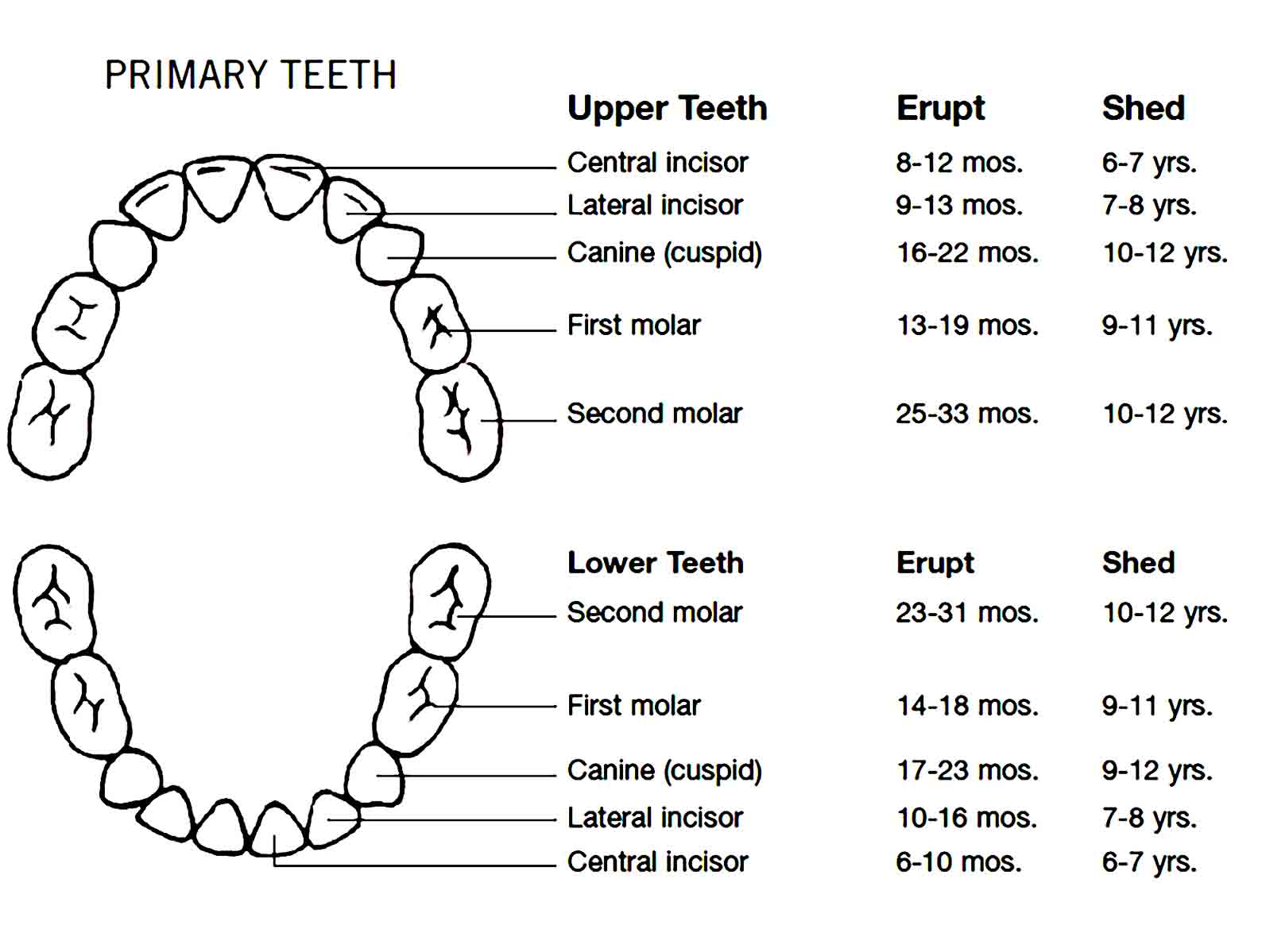 baby teeth chart 31