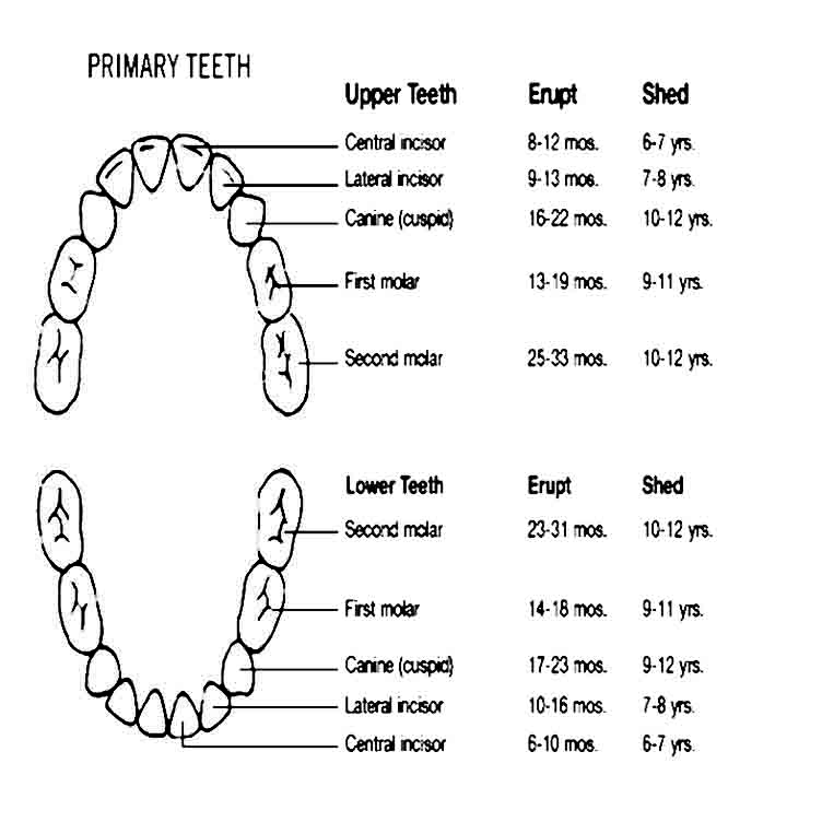 baby teeth chart 31 1