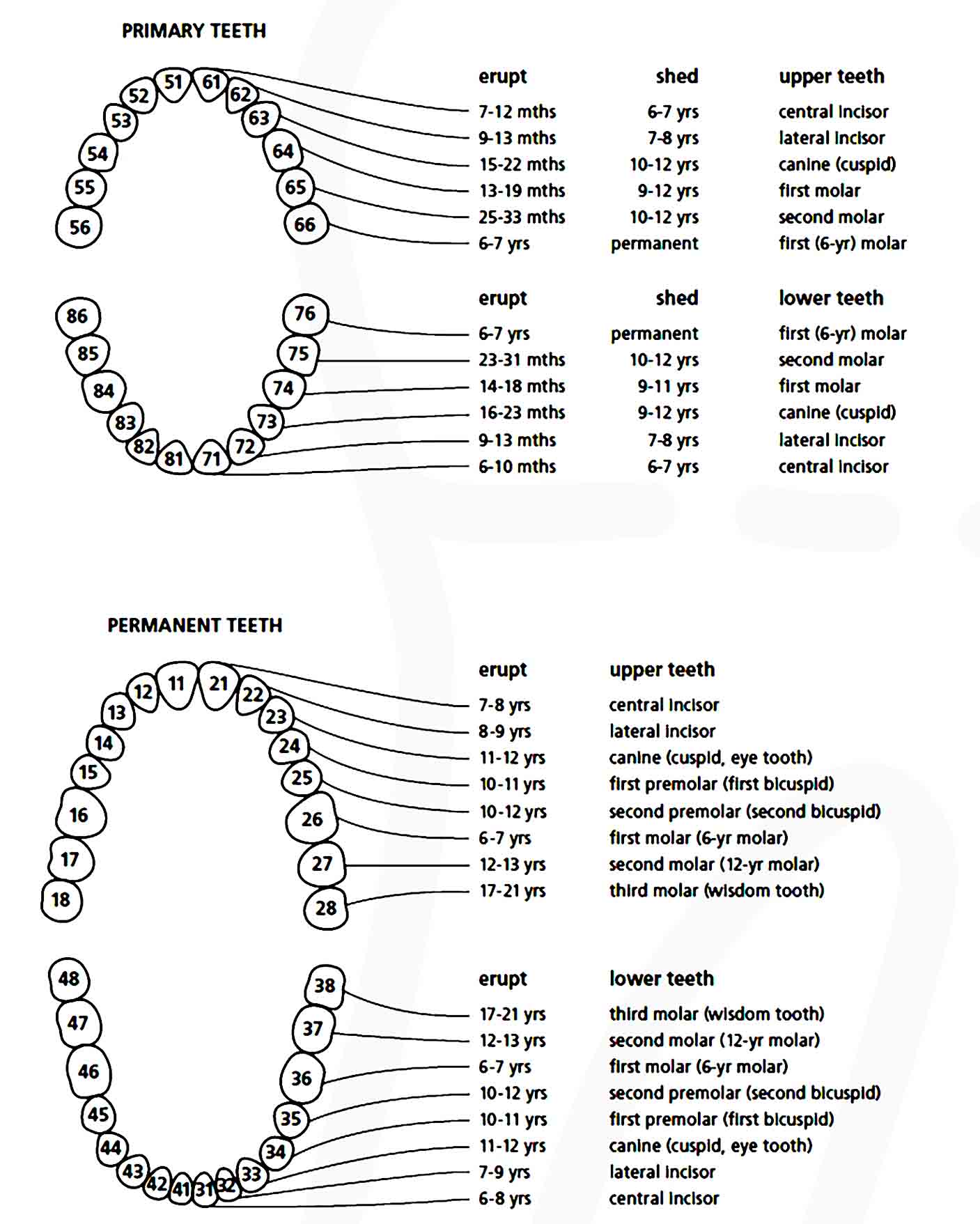 baby teeth chart 38